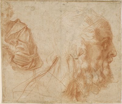 若者と右を向いている老人の頭との研究のシート 作： Andrea del Sarto